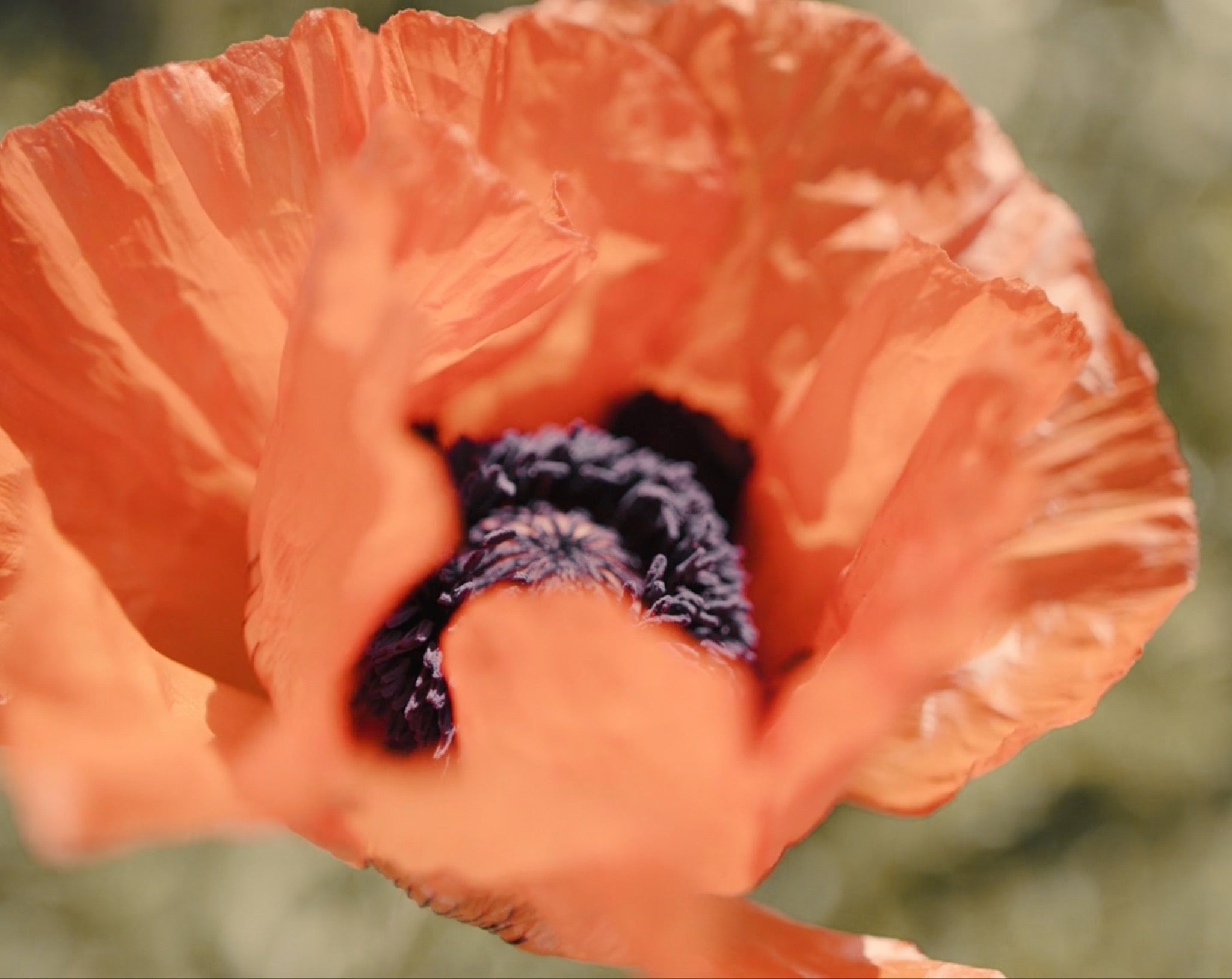 Red poppy detail