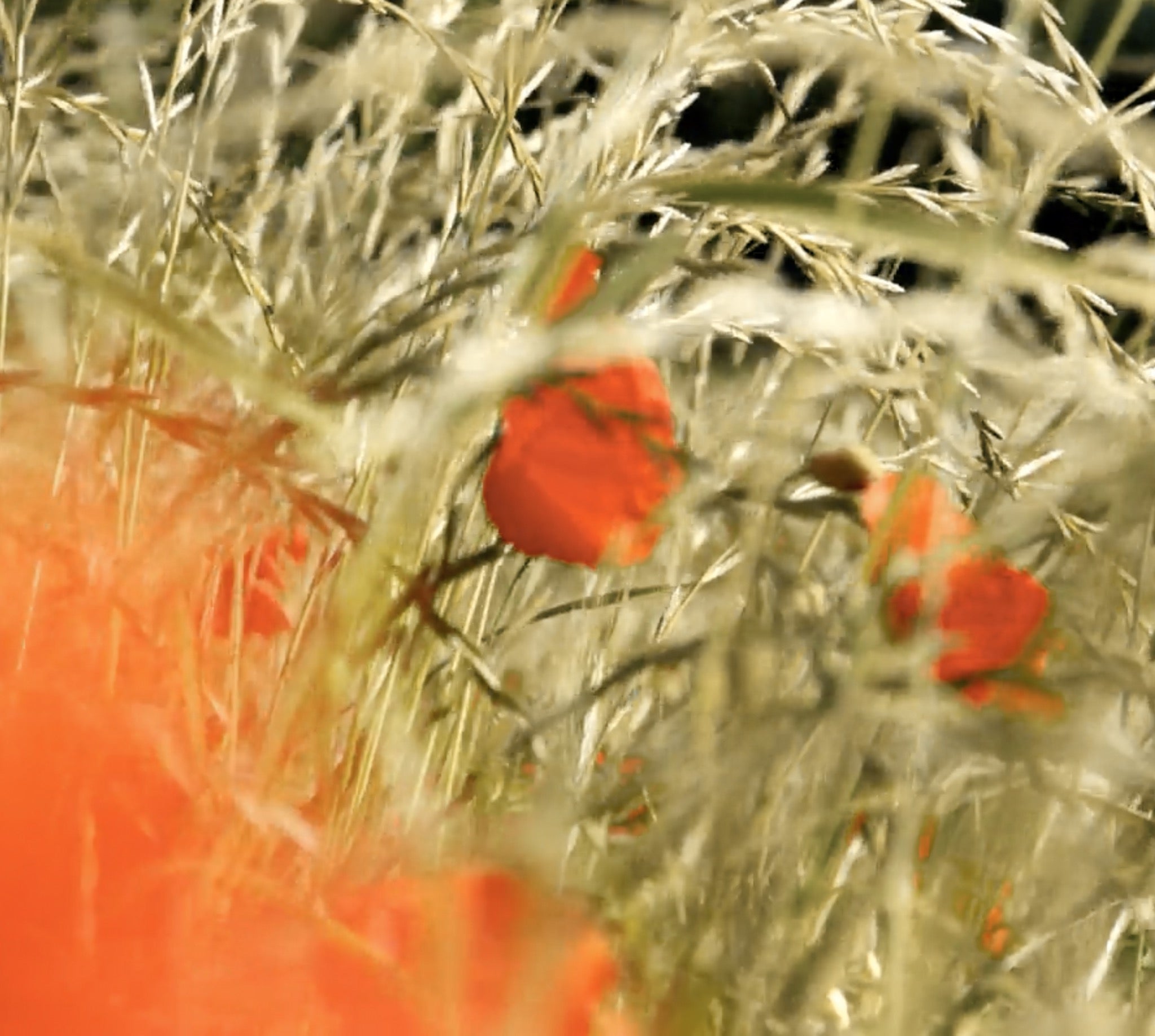 Poppies in the Andalusian countryside