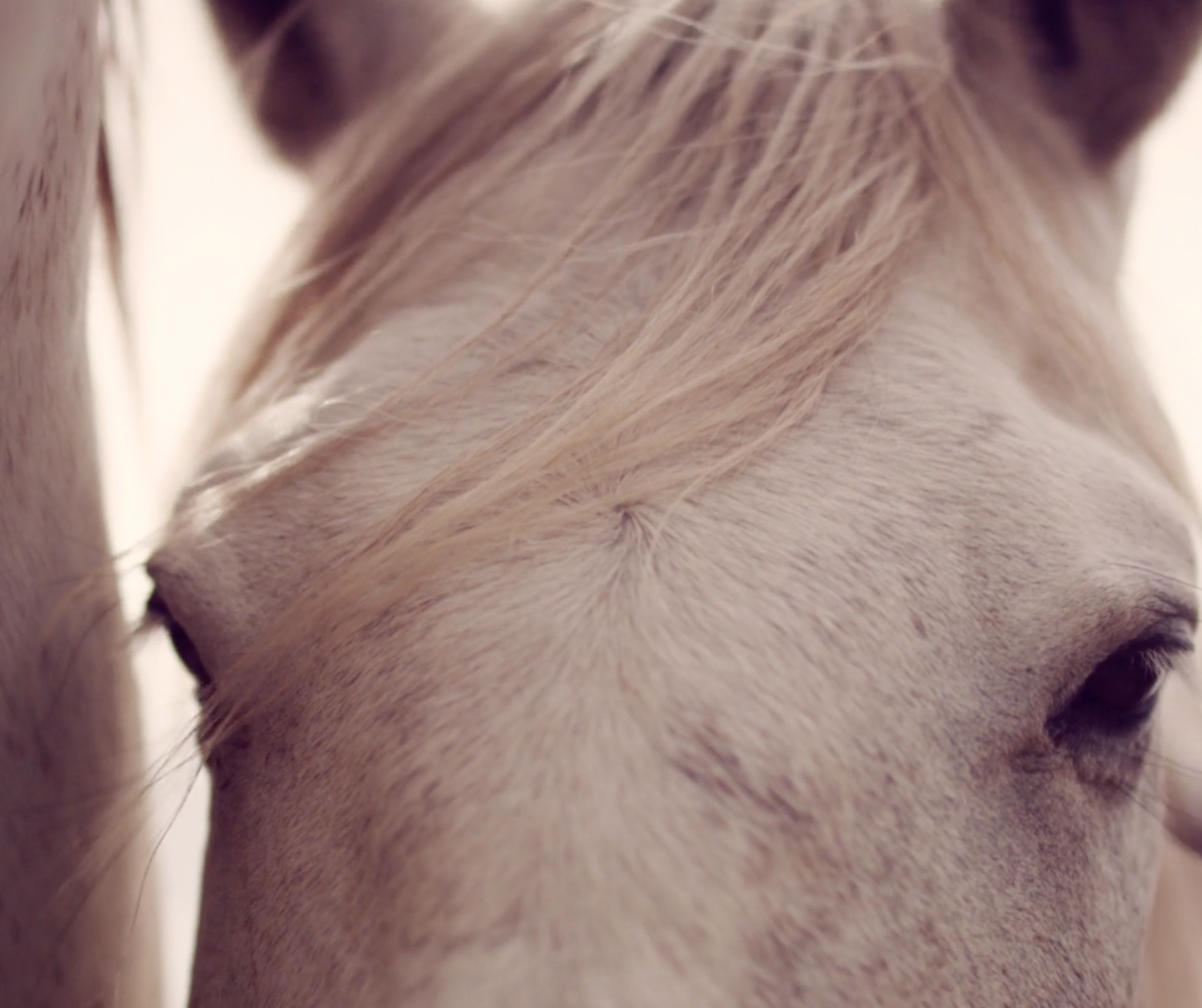 Andalusian horse
